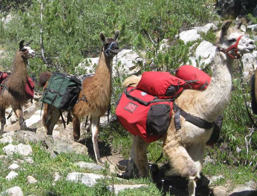 LLAMA TREK 3 DÍAS / 2 NOCHES